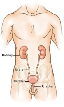 L'incontinence urinaire chez l'homme : causes et symptômes 