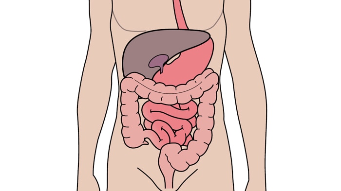 Les systèmes digestif et urinaire