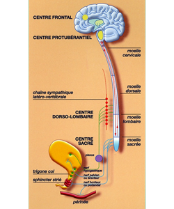 Moelle épinière 