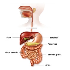 L’appareil digestif