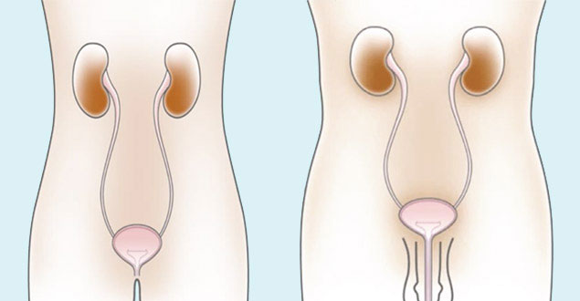 Comprendre l'appareil urinaire masculin