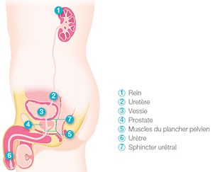 Schéma système urinaire chez l'homme