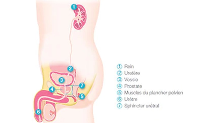 Composition du système urinaire masculin